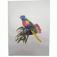 pop-up honingpapegaai kaart